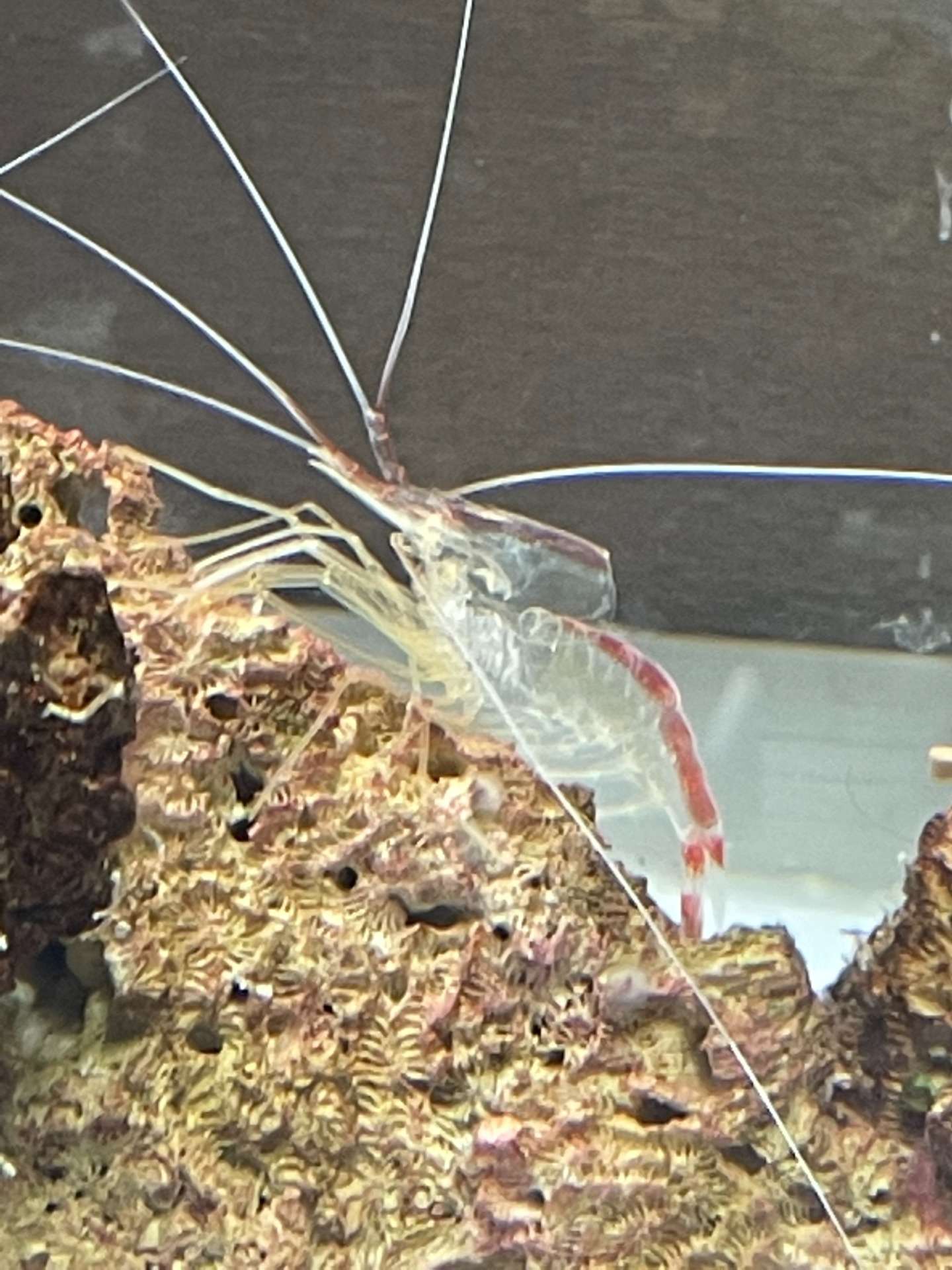 スカンクシュリンプの脱皮