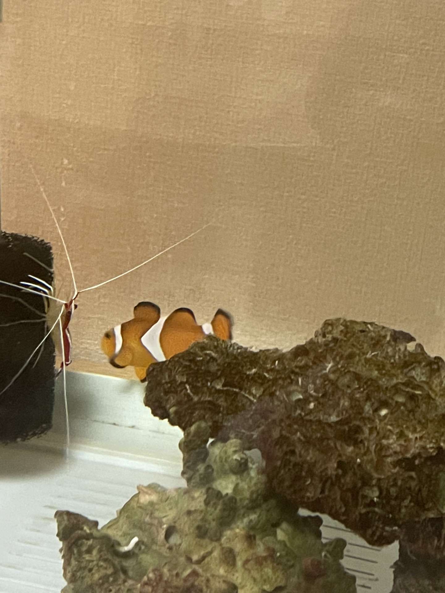 カクレクマノミのポニョちゃんです♡｜飼育