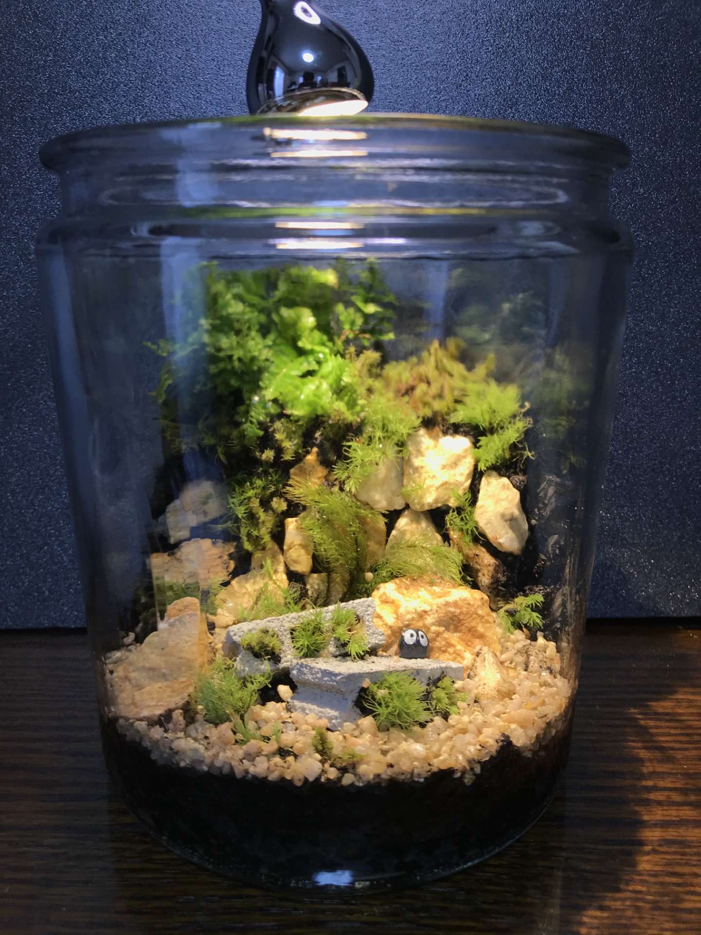 苔テラリウムに挑戦！