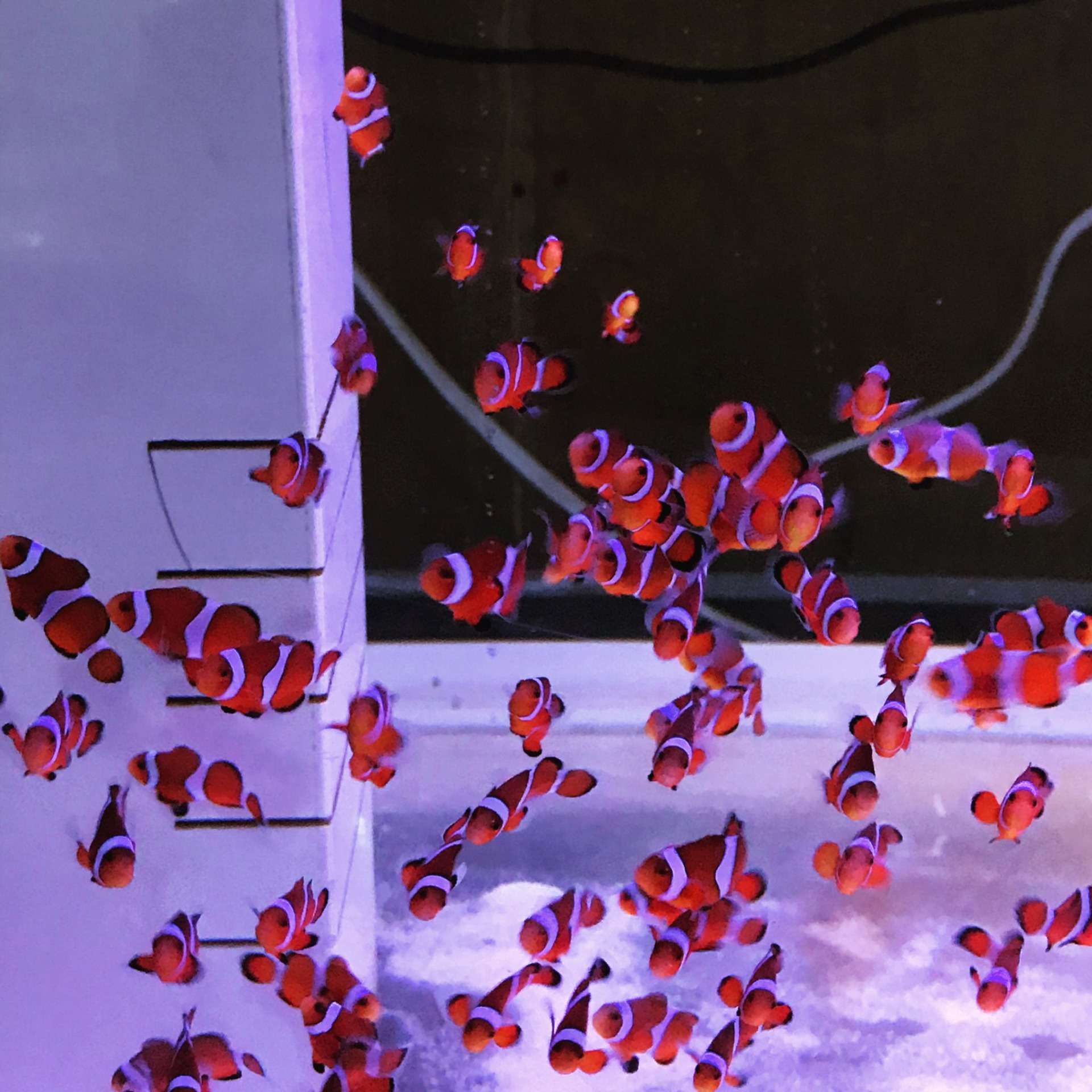 カクレクマノミの赤ちゃんたち(';')