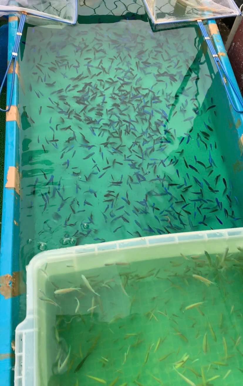 大量のスズメダイが入荷しました<゜)))彡