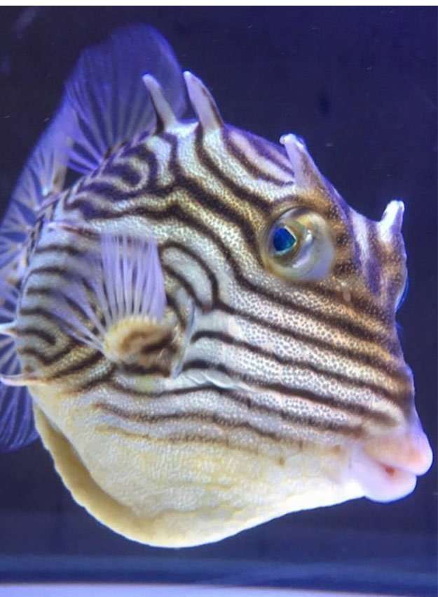 オーネイトカウフィッシュが入荷したことも…🐡