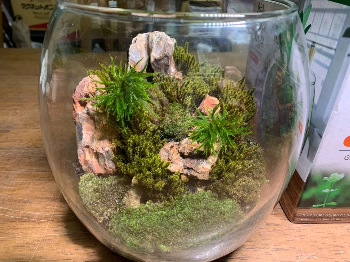 苔テラリウム、やっぱ、違うんだよな～( ;∀;)