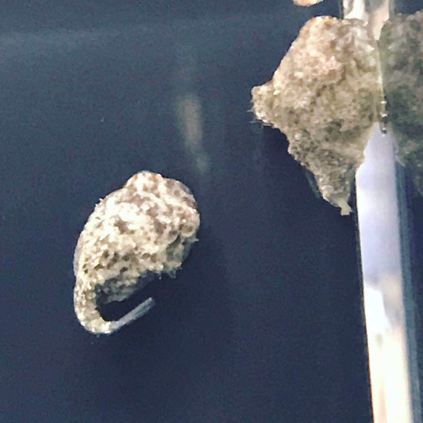 大人気のダンゴウオ🐟