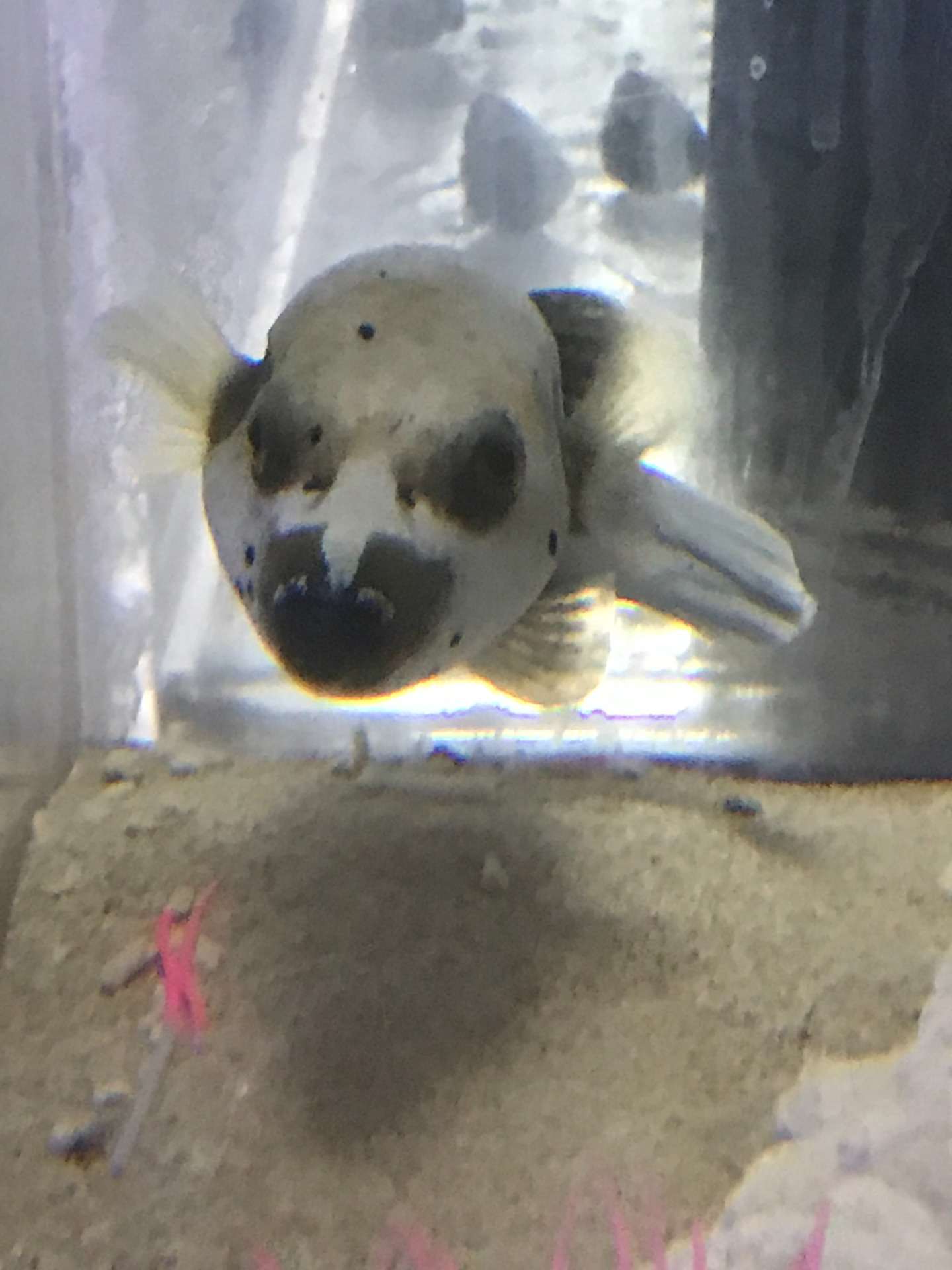 まるで犬🐶かわいいフグです🐡 コクテンフグ