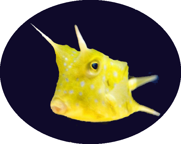 膨らまないフグ、コンゴウフグ🐡