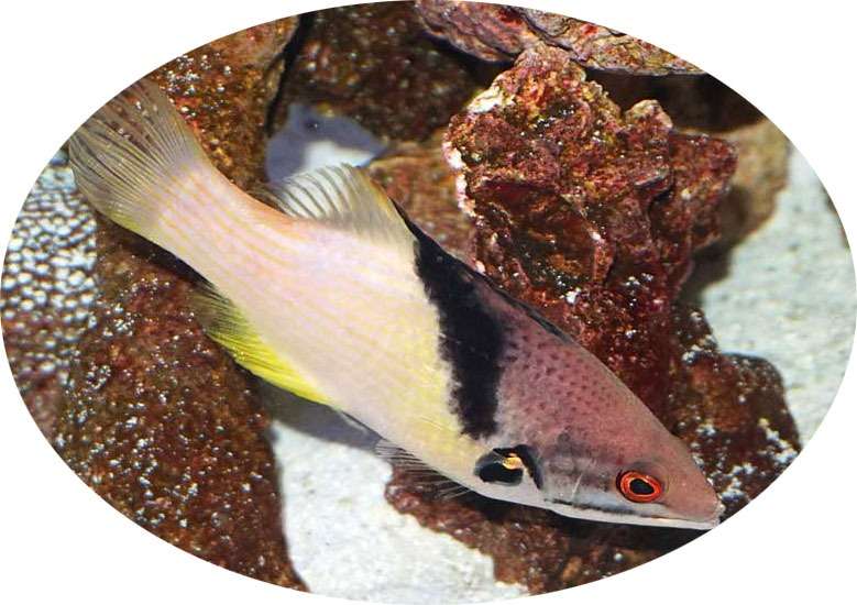 へーっ？！お坊さんの袈裟からケサカケベラって言うんだ！人気のお魚さんです♪