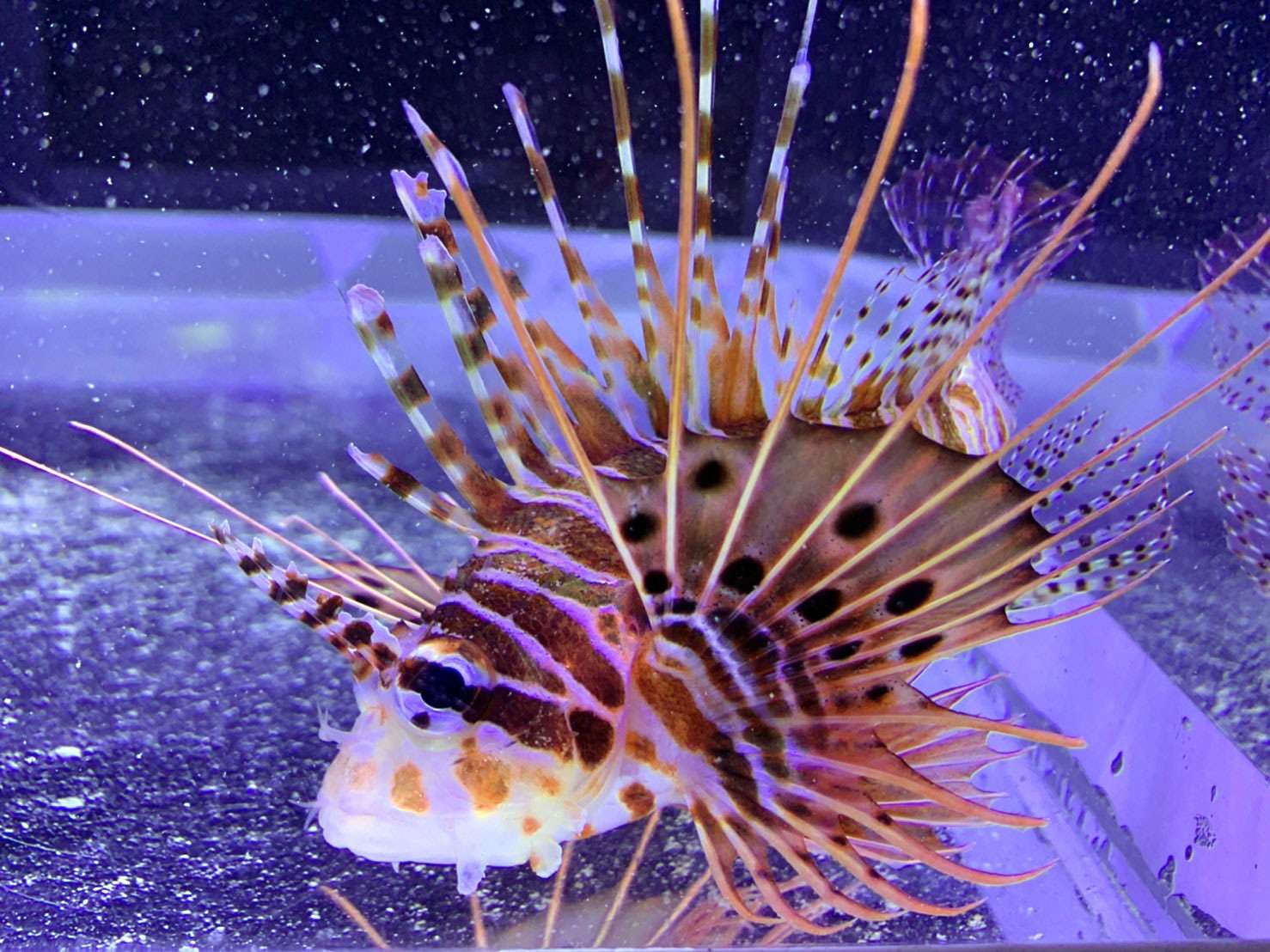 刺されたら痛いぞ！ネッタイミノカサゴ