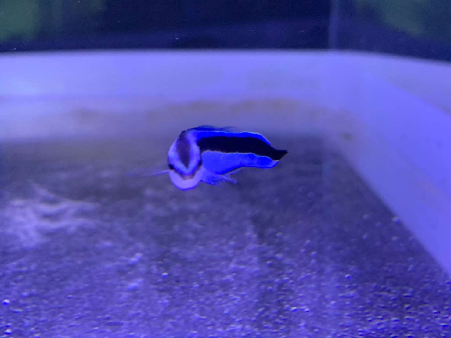 クリーナーフィッシュホンソメワケベラ