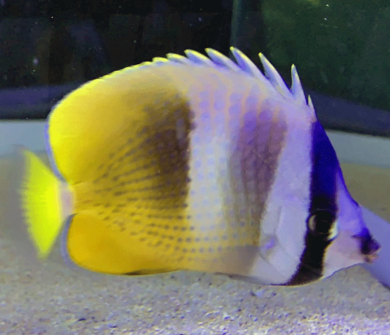 海水魚の人気者！！ミゾレチョウチョウウオ！