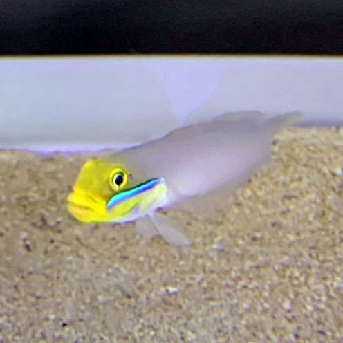 歌舞伎役者？！アカハチハゼ！