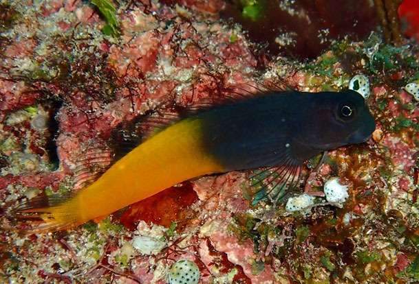 かわいい！！フタイロカエルウオ♡