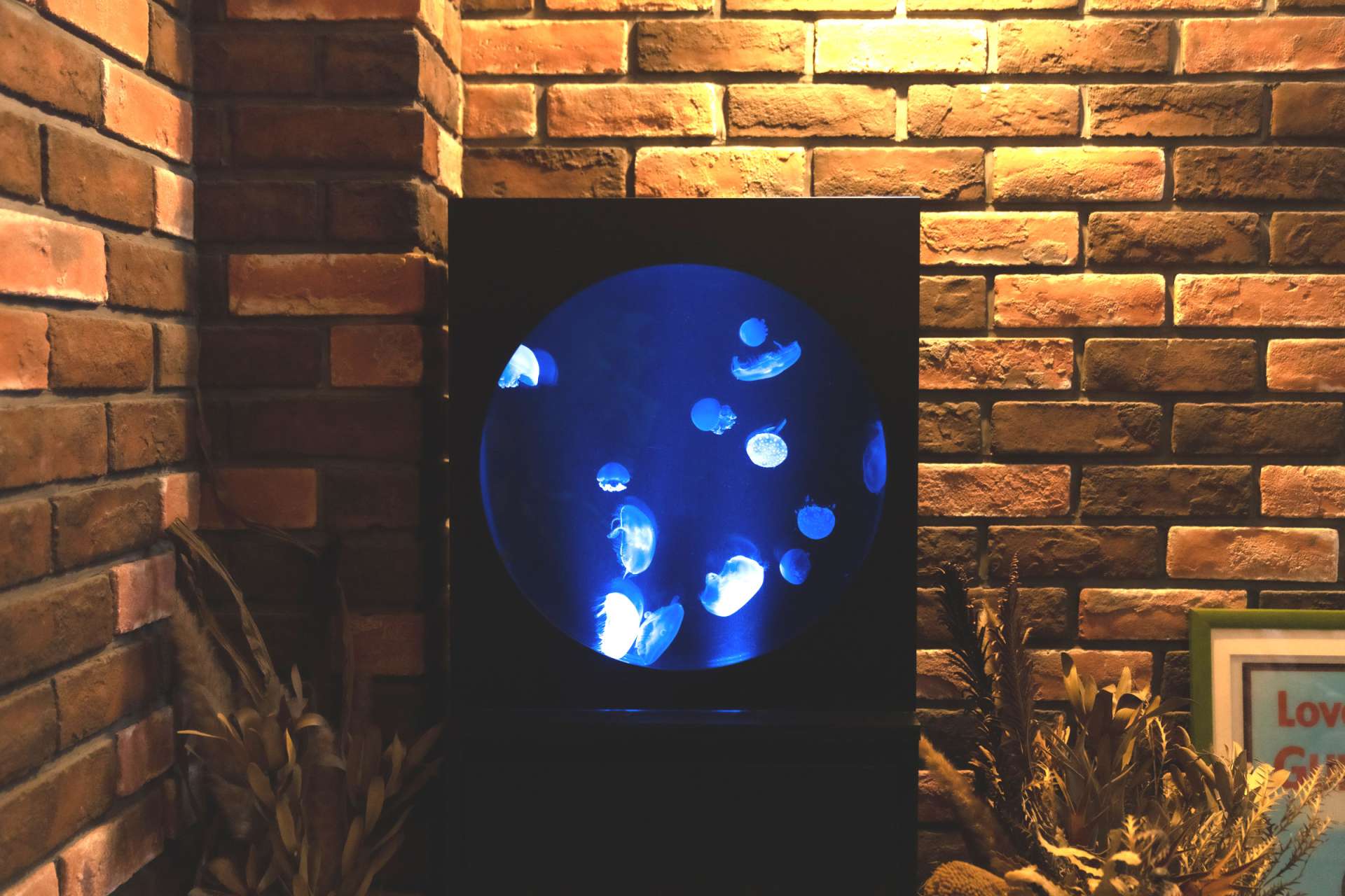 クラゲ水槽(Pulmoon)