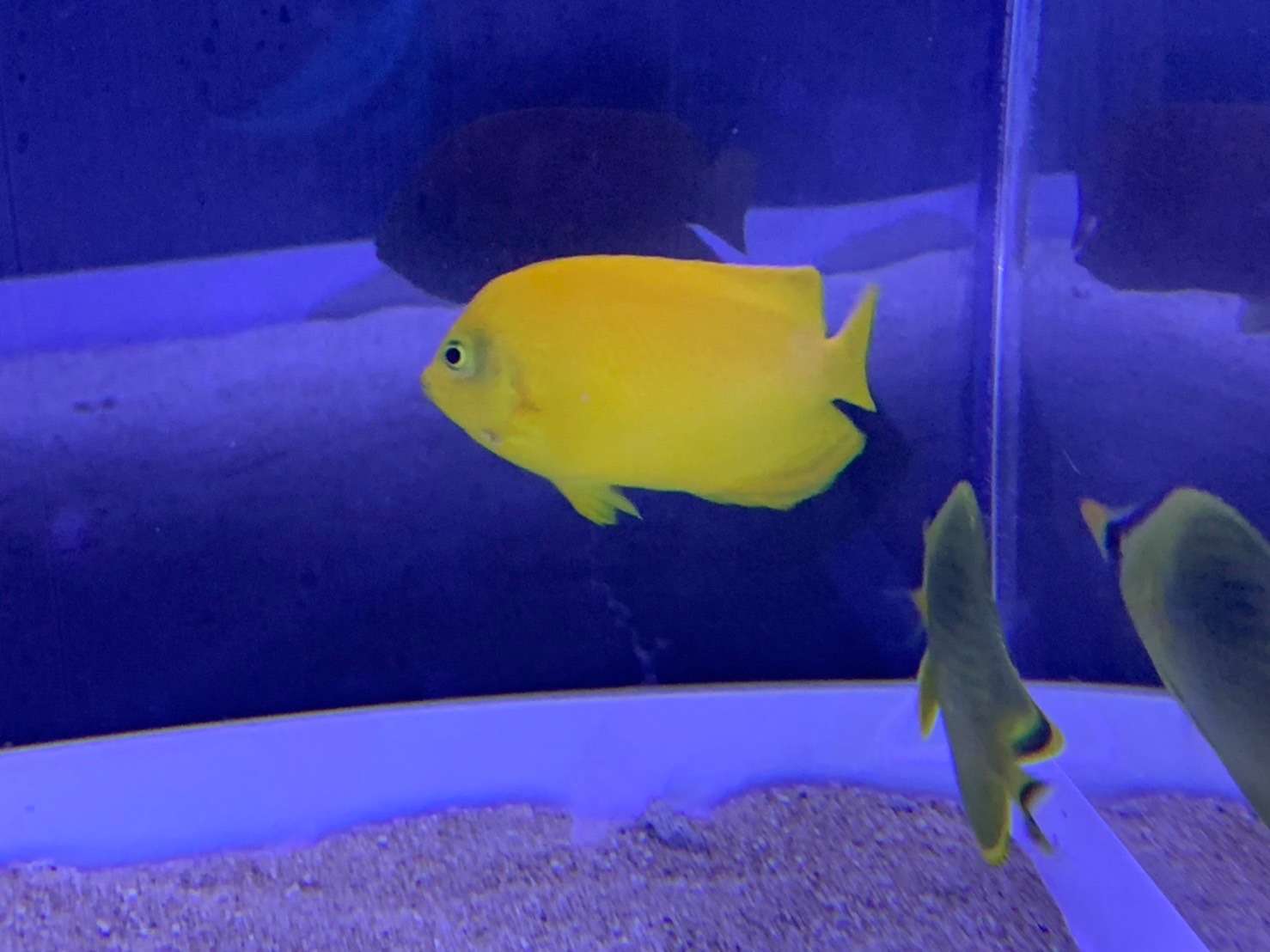 ヘラルドコガネヤッコ