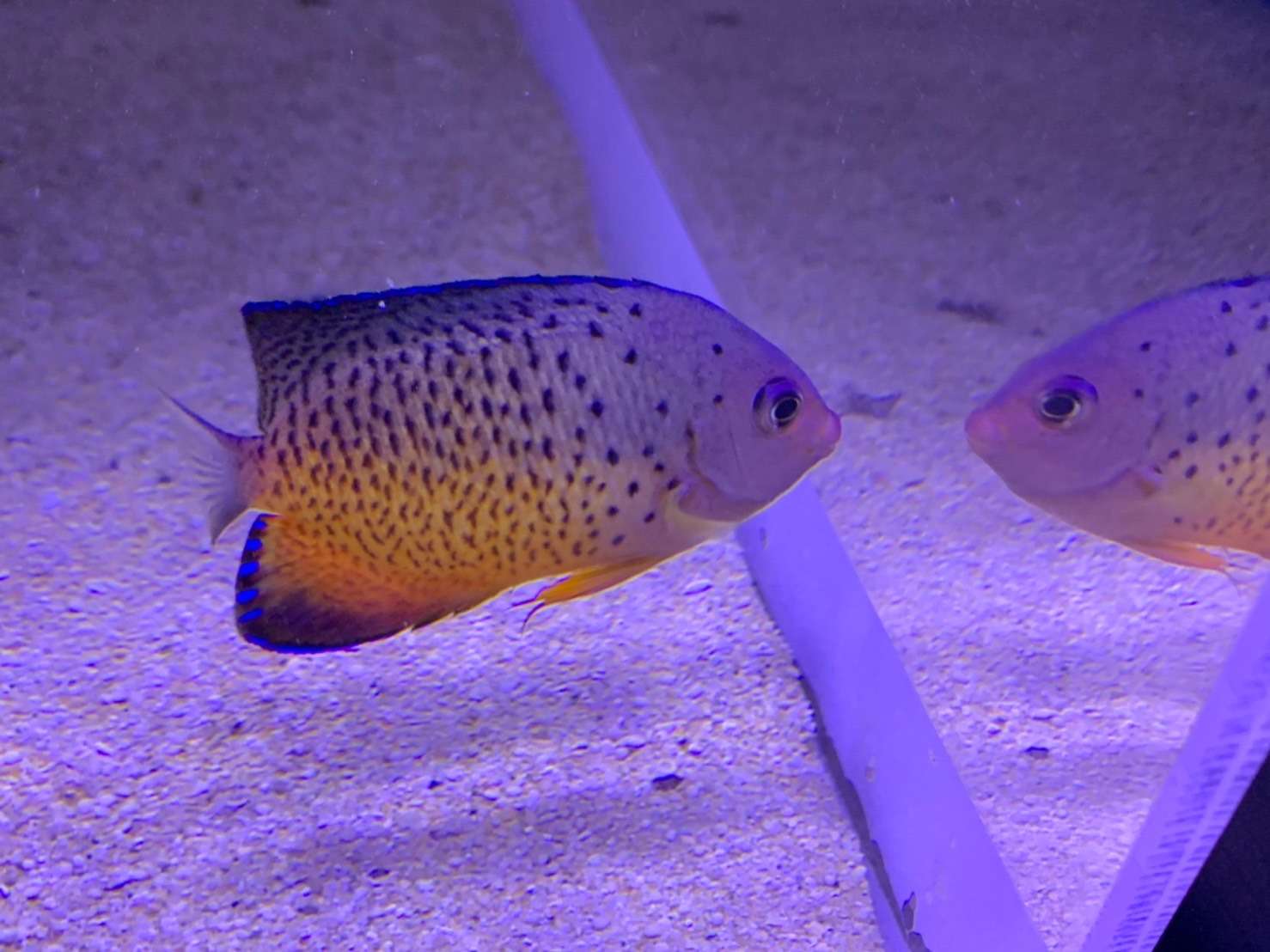 アカハラヤッコ