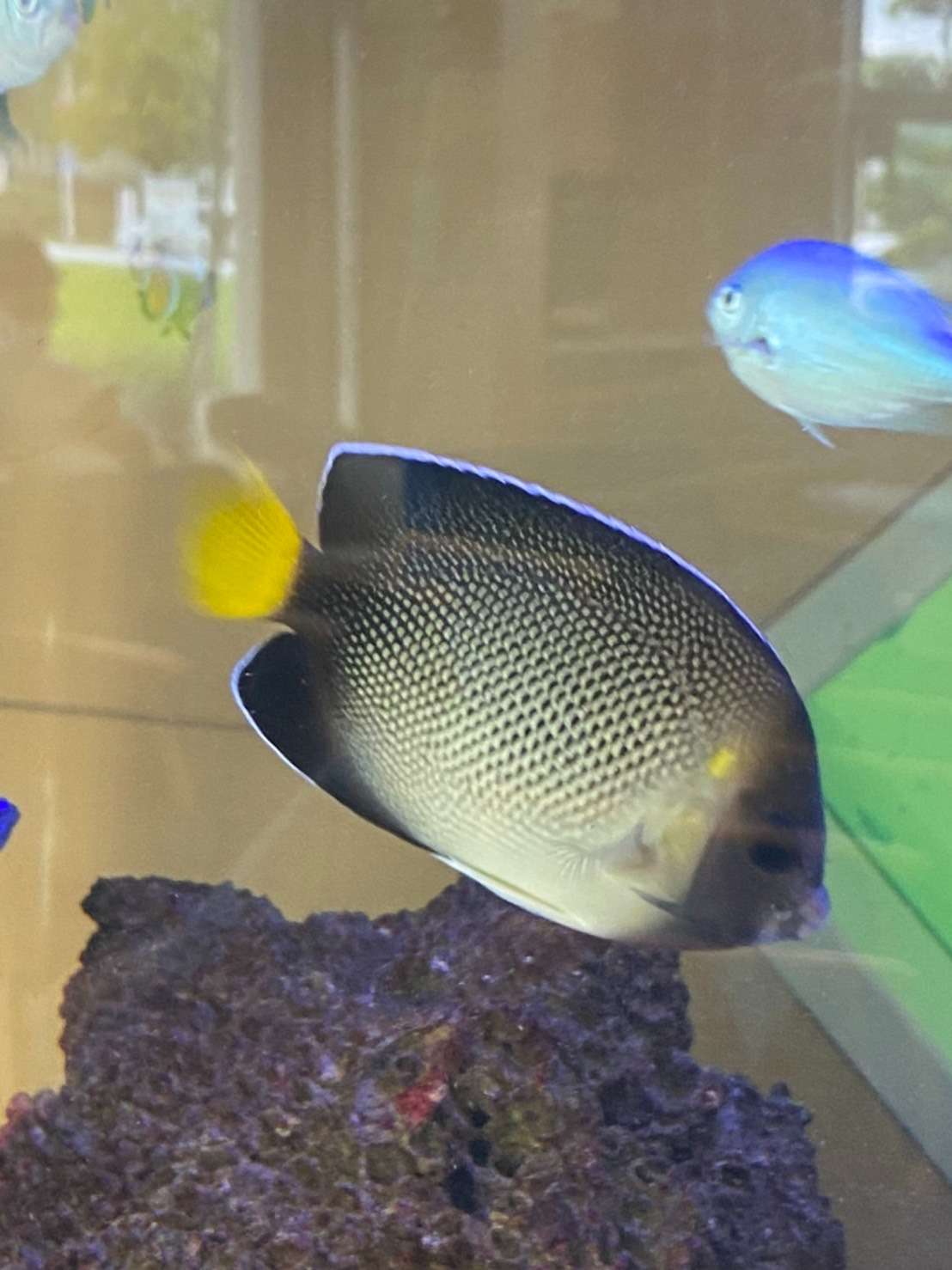 クロシテンヤッコ