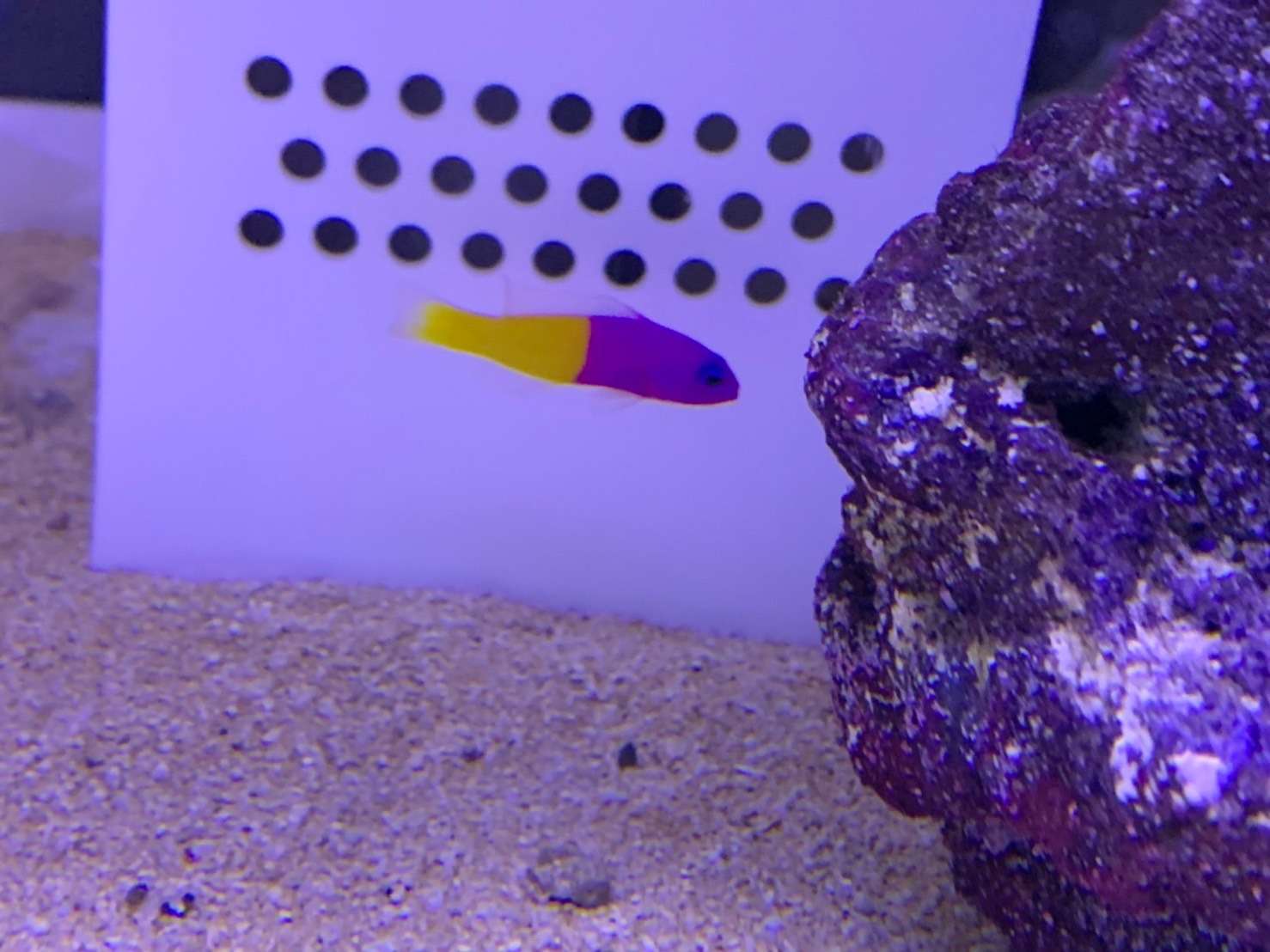 バイカラードティバック