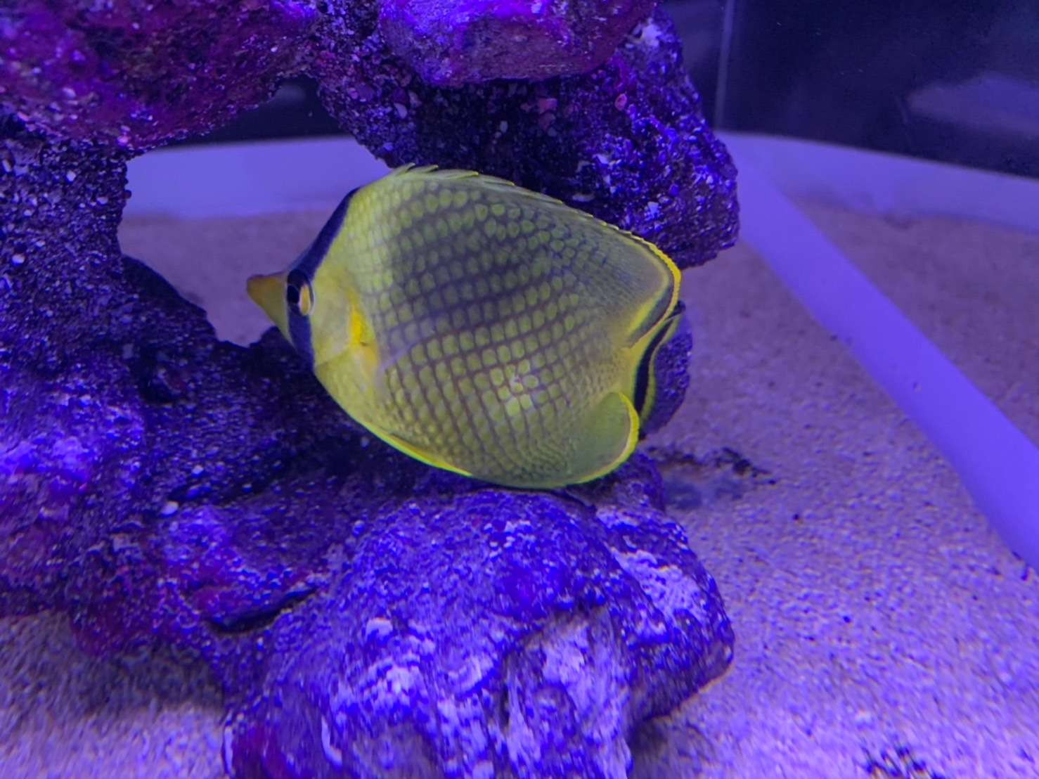 アミチョウチョウウオ