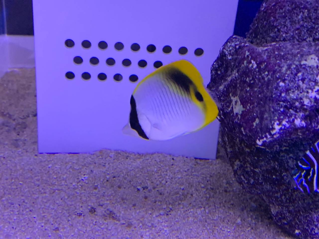 ニセフウライチョウチョウウオ