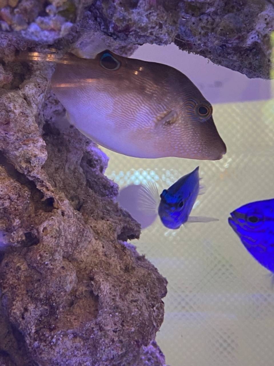 ヒメキンチャクフグ