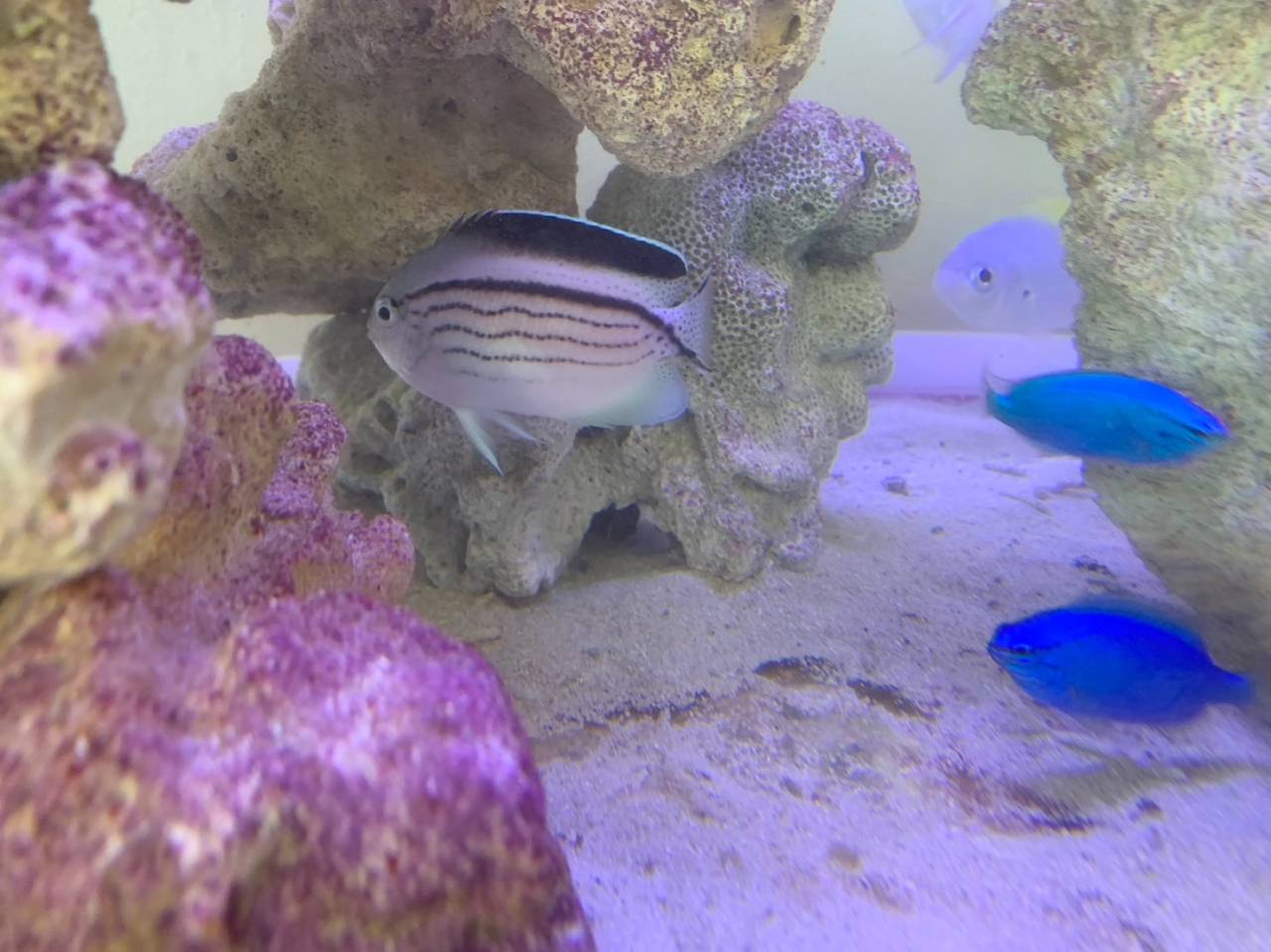 タテジマヤッコ