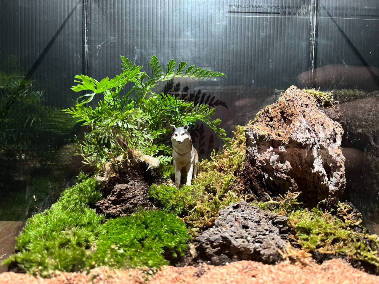 苔テラリウム