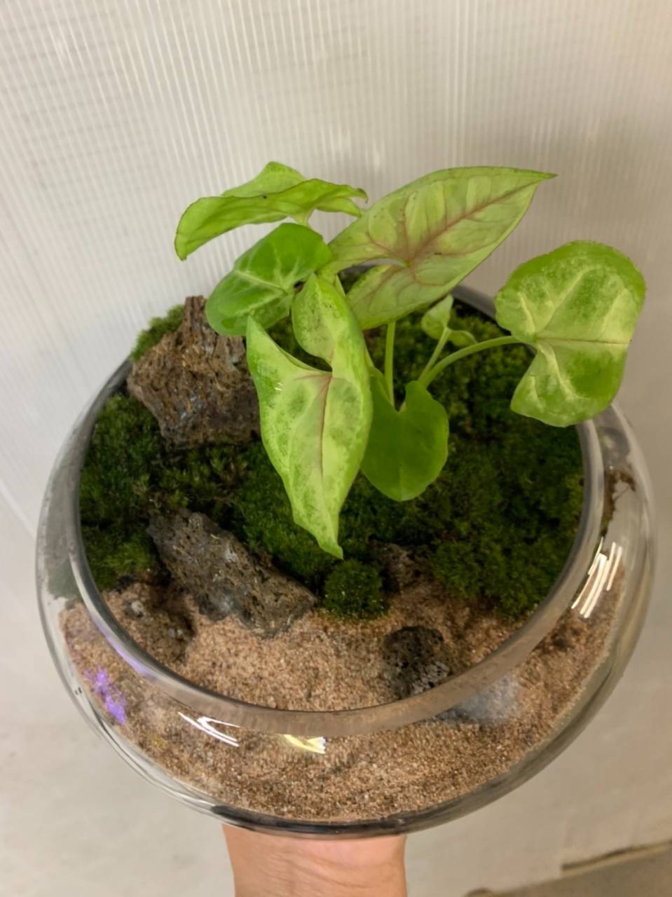 苔テラリウム③