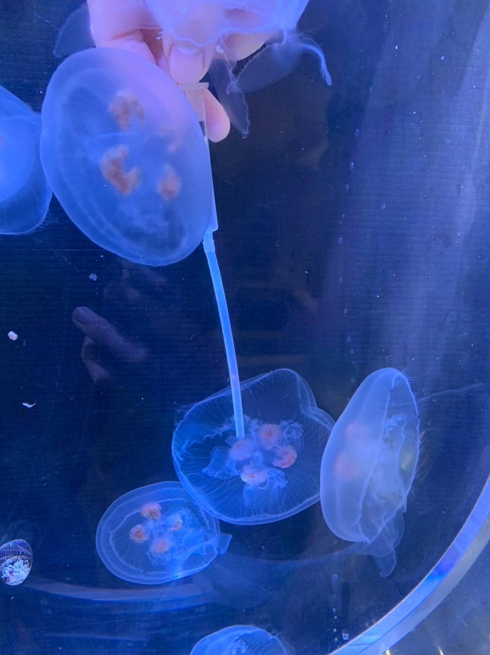 ミズクラゲ餌やり