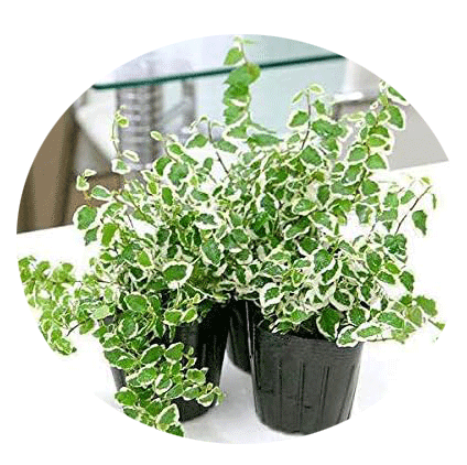 アクアテラリウムの適した植物３種