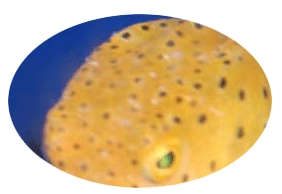 あなたの魚は大丈夫？海水魚の主な病気