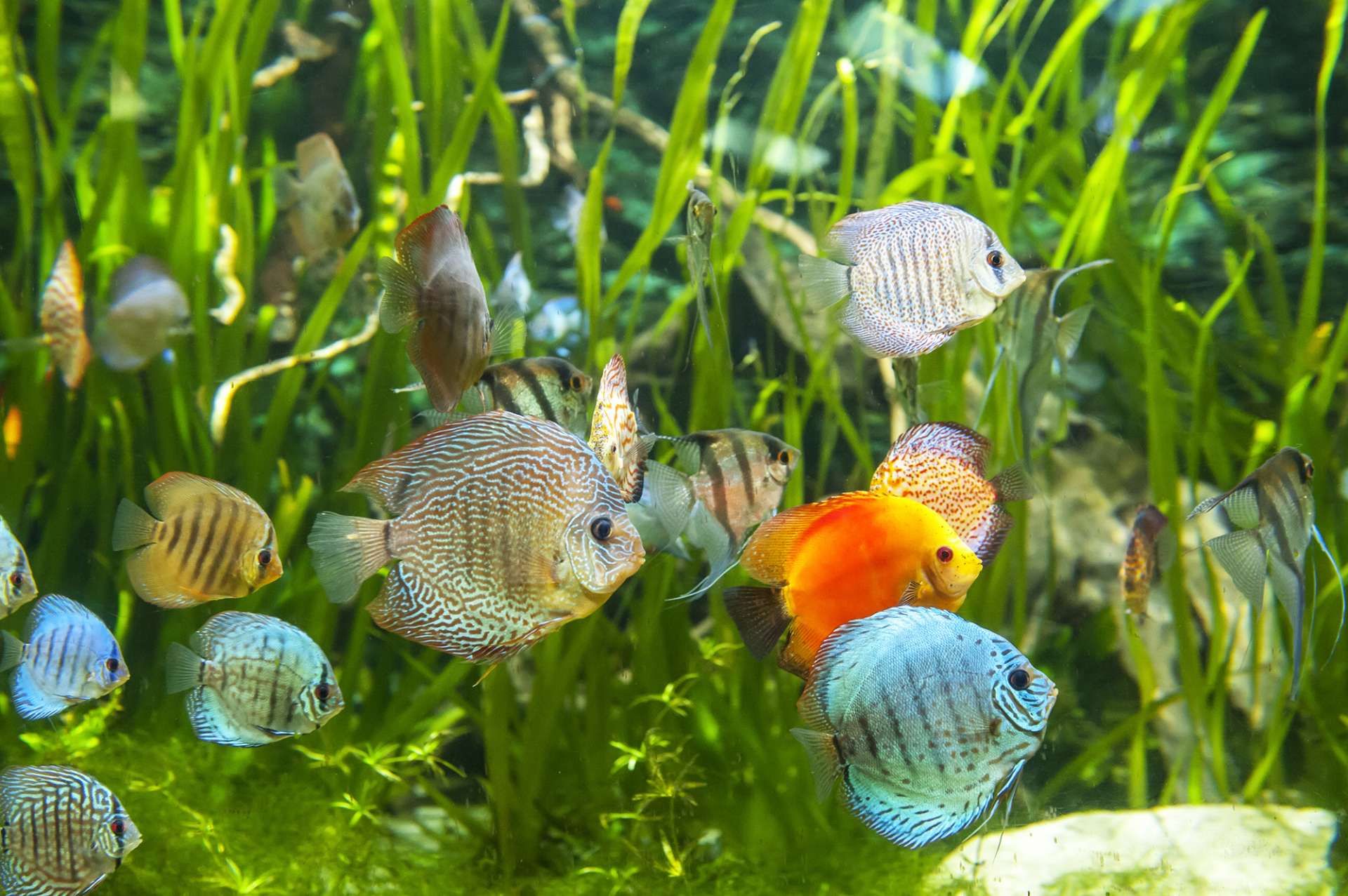 株式会社ジャパンハンドコートマリンズ