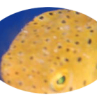 あなたの魚は大丈夫？海水魚の主な病気